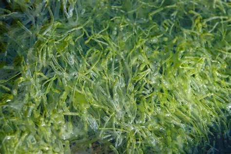 Mavic seaweed moondtone